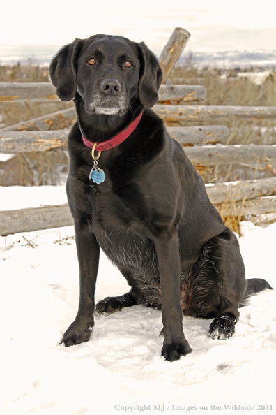 Black Labrador Retriever in winter. 