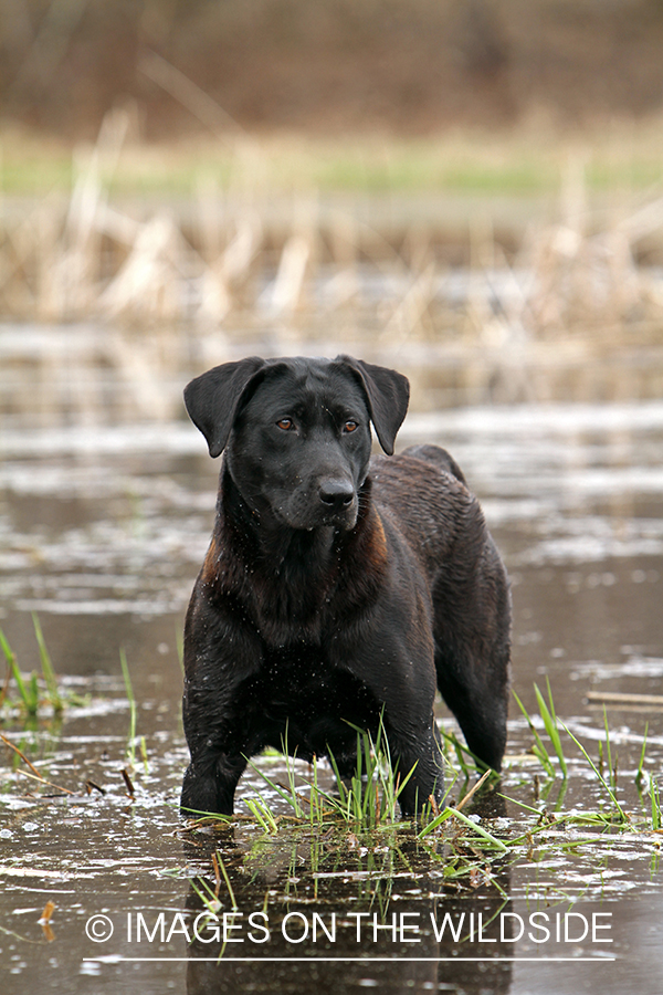 Black Labrador Retriever in field. 