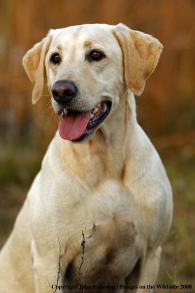 Yellow Labrador Retriever in field