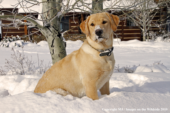 Yellow Labrador Retriever 