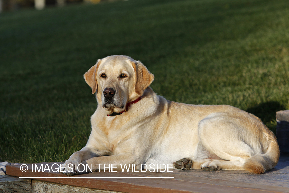 Yellow Labrador Retriever sitting on deck.