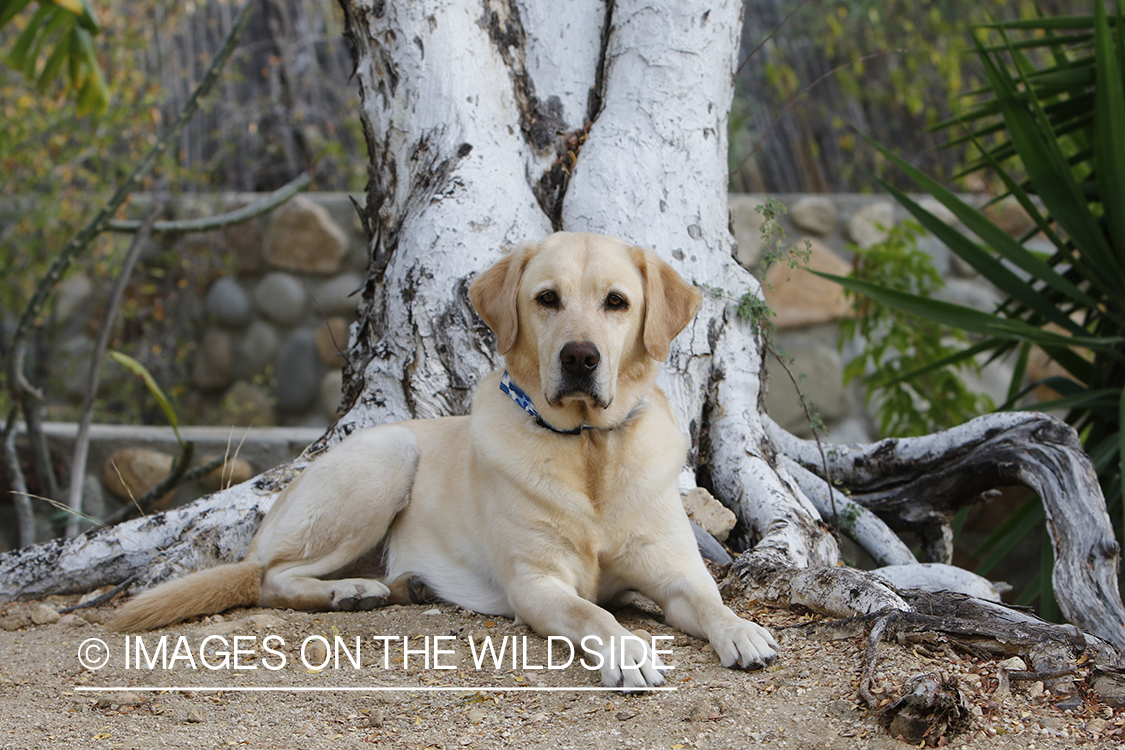 Yellow lab laying in front of tree.