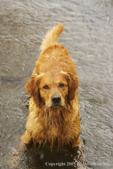 Golden Retriever in stream.