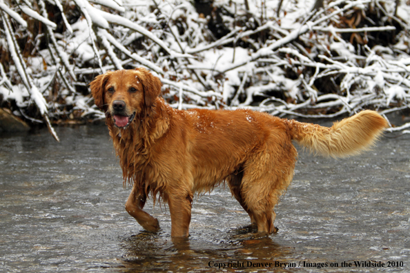 Golden Retriever in the water