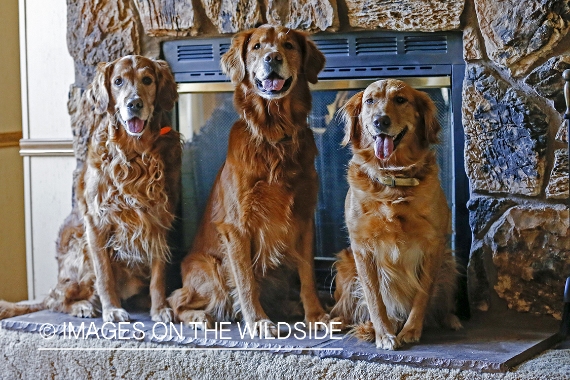 Golden Retrievers sitting in front of fireplace.