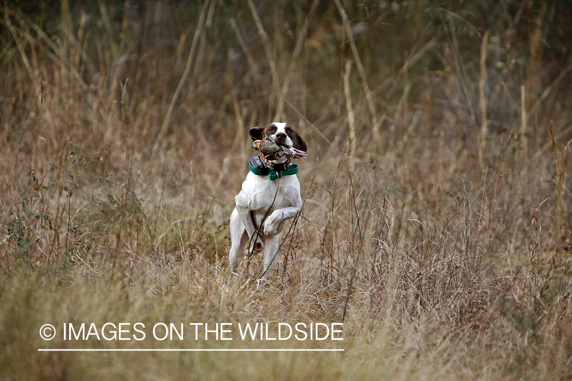 English pointer retrieving bagged bobwhite quail.