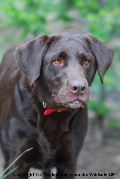 Chocolate Labrador Retriever 