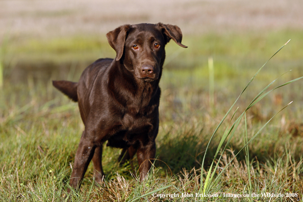 Chocolate Labrador Retriever in field