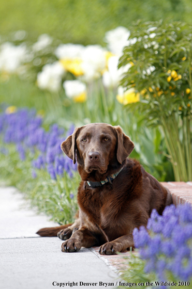 Chocolate Labrador Retriever