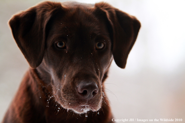 Chocolate Labrador Retriever's snow covered nose