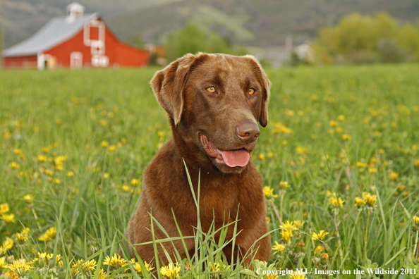 Chocolate Labrador Retriever.