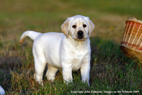 Yellow Labrador Retriever puppy in field