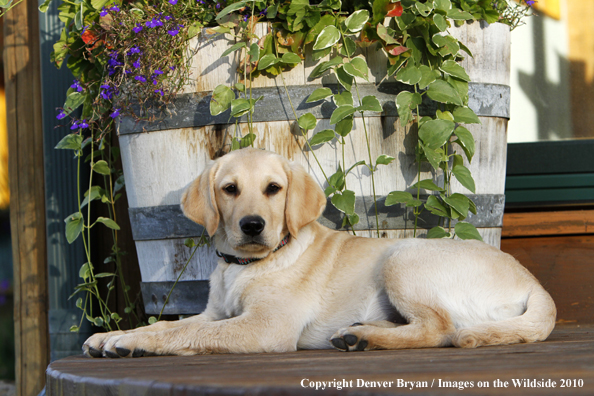 Yellow Labrador Retriever Puppy