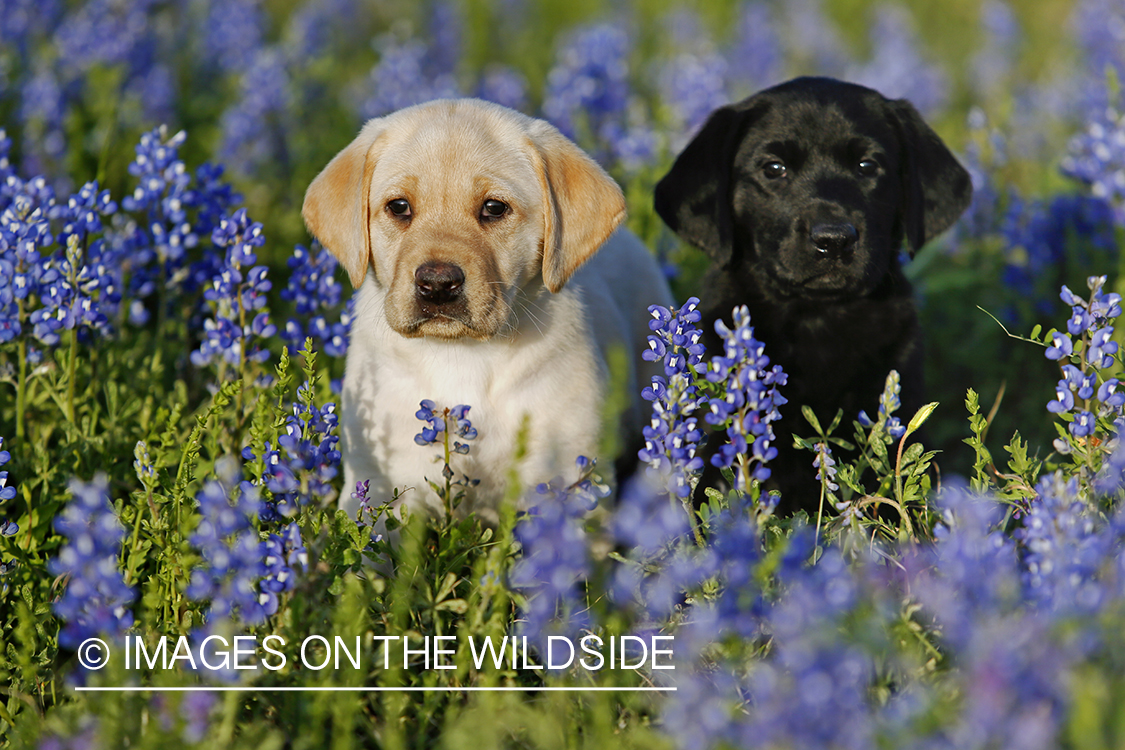 Yellow and black labrador retriever puppies in field of wildflowers.