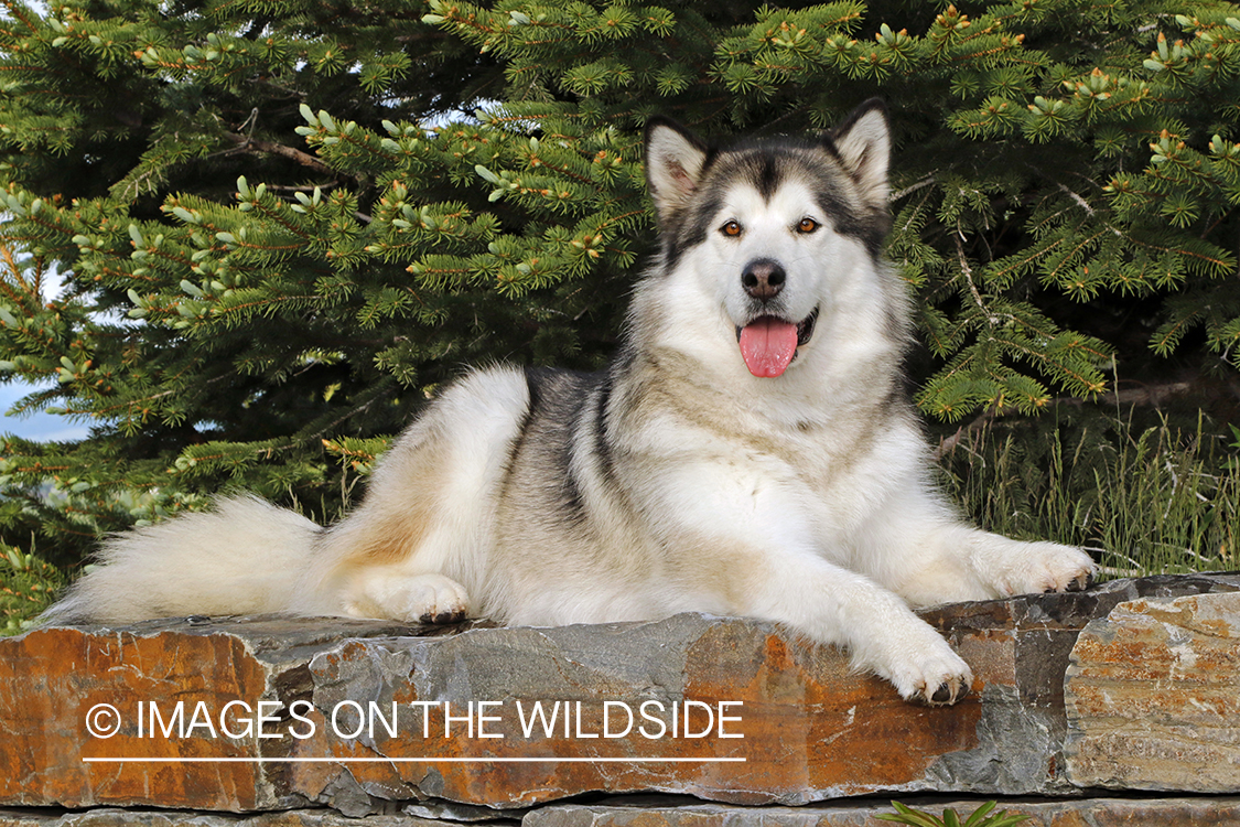 Alaskan Malamute on rock wall.