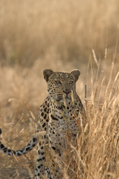 Leopard in habitat. Africa