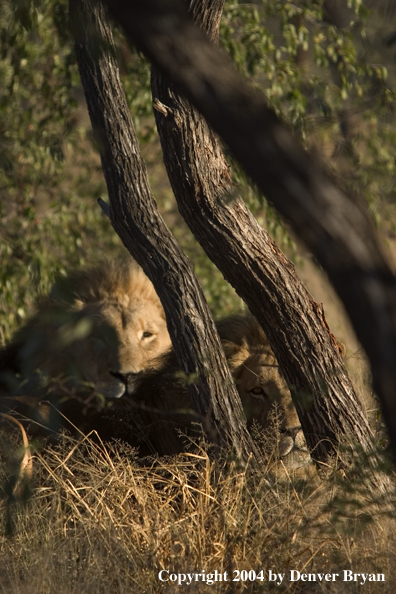 Male African lions in habitat. Africa