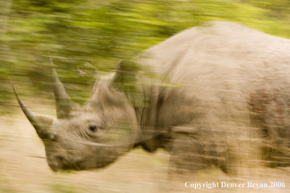 Black rhino in Africa.