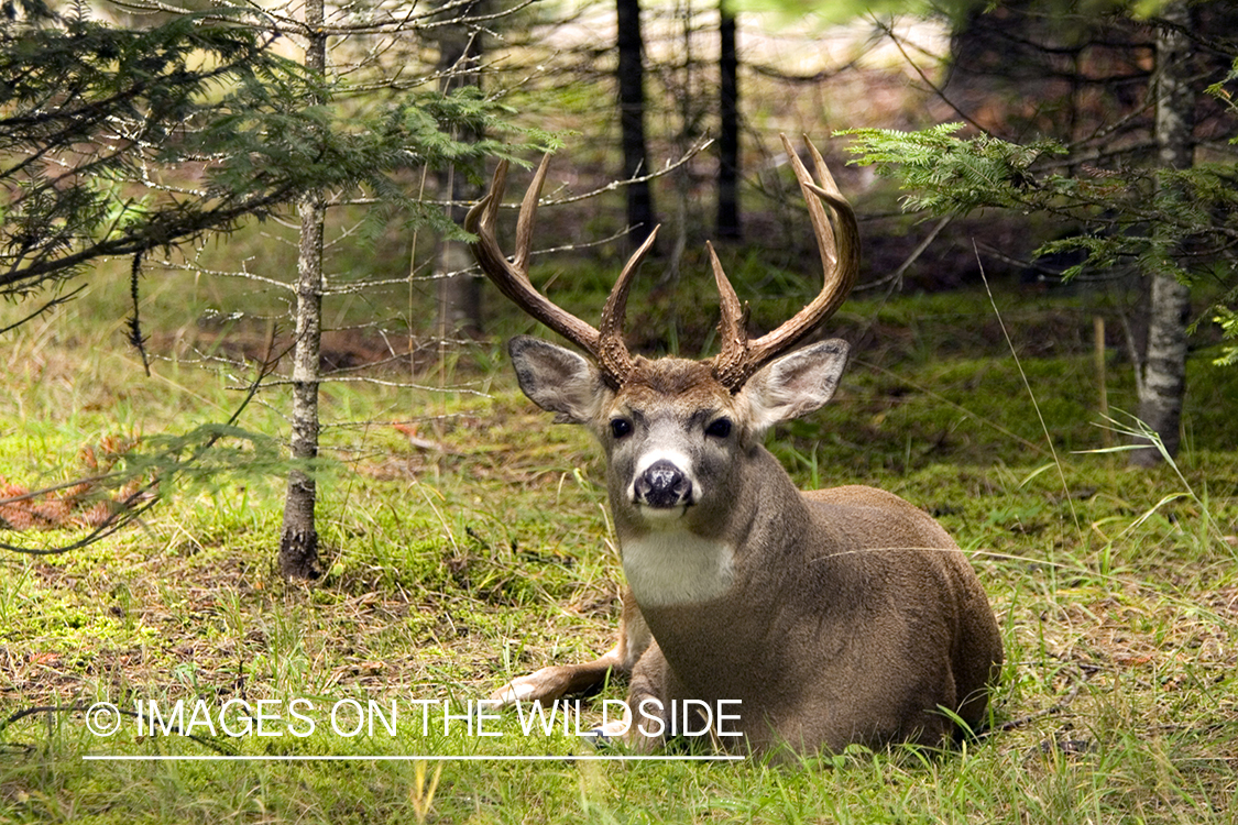 White-tailed deer in habitat. 