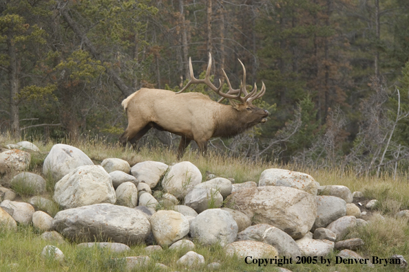 Bull elk bugling.