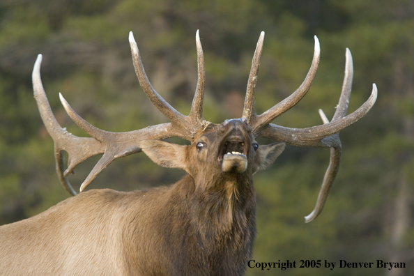 Rocky Mountain bull elk bugling.