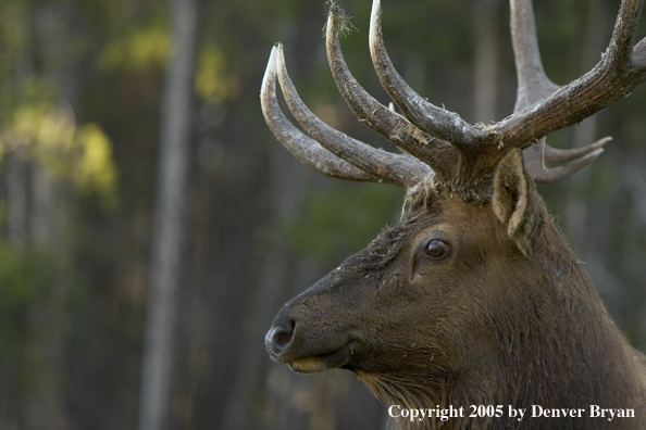 Rocky Mountain bull elk.