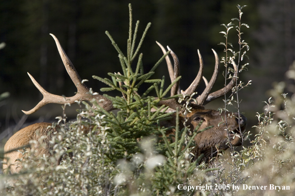 Rocky Mountain bull elk bugling.