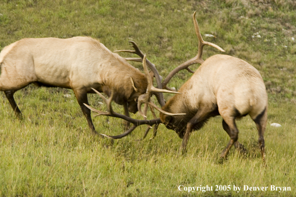 Bull elk fighting.