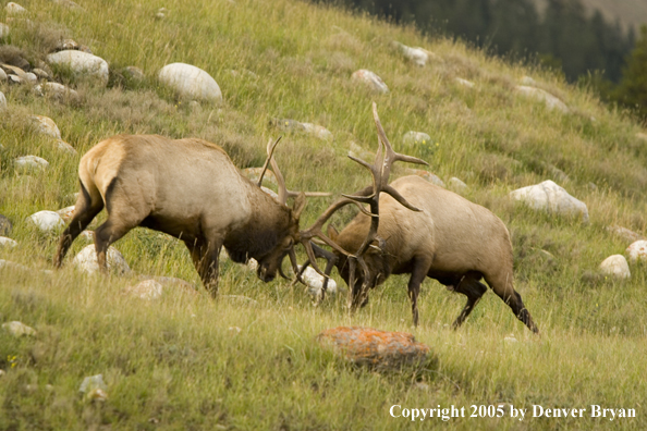 Bull elk fighting.