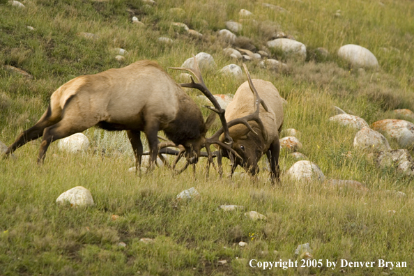 Bull elk fighting.