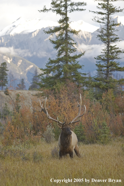 Bull elk in habitat.