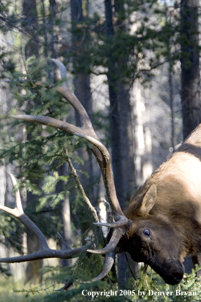 Bull elk rubbing on sapling.