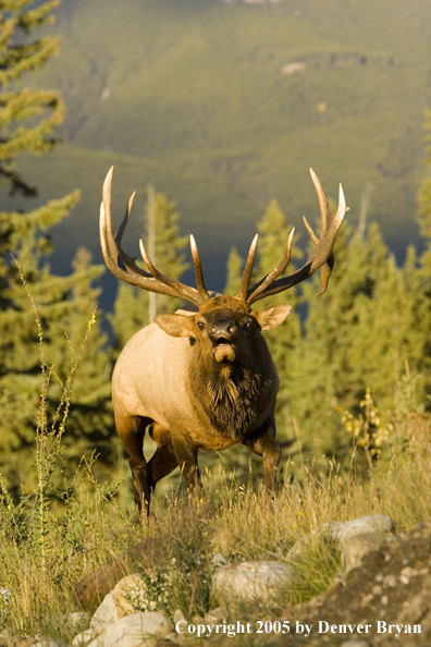 Rocky Mountain bull elk bugling.