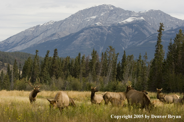 Bull elk in habitat with cows.