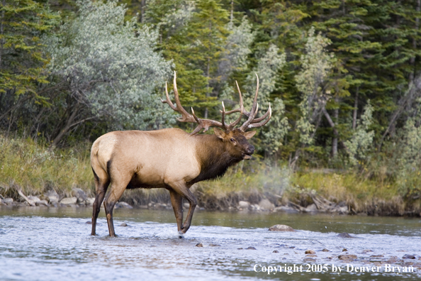 Bull elk in habitat.