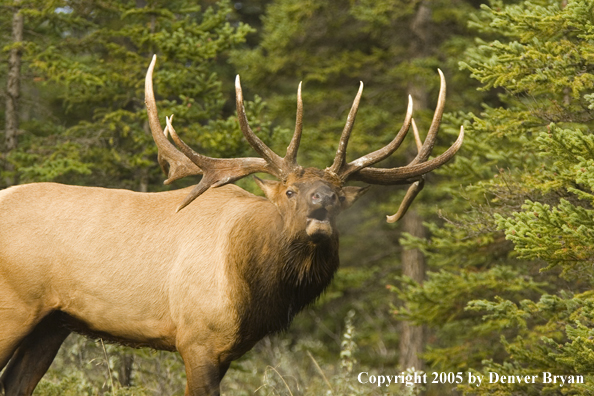 Rocky Mountain bull elk bugling.