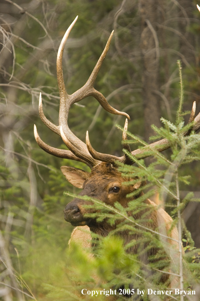 Bull elk in habitat.