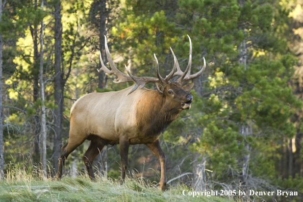 Rocky Mountain bull elk bugling.