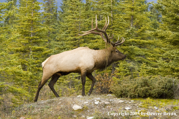 Bull elk in habitat.