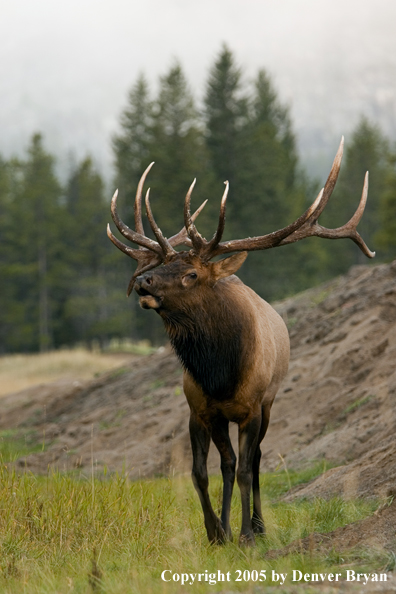 Rocky Mountain bull elk bugling.