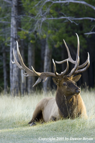 Bull elk in habitat.