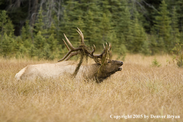 Rocky Mountain bull elk bugling.