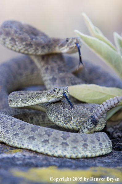 Rattlesnakes on rocks.