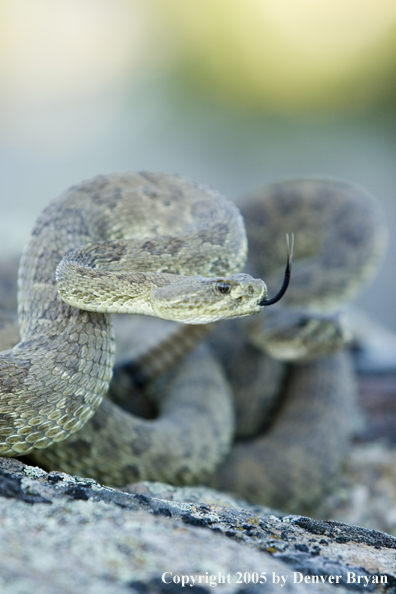 Rattlesnakes on rocks.