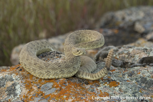 Rattlesnake on rocks.