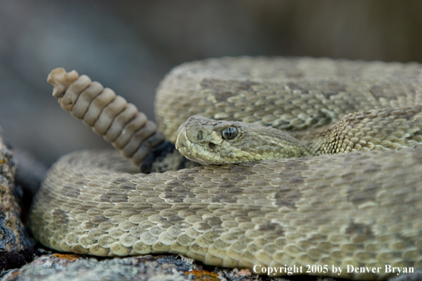 Rattlesnake on rocks.