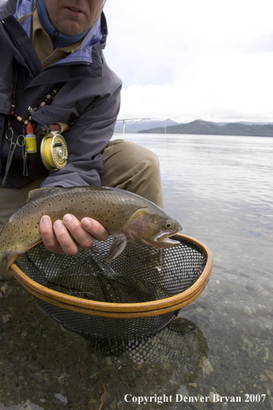 Flyfisherman releasing cutthroat trout.