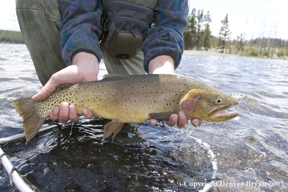 Flyfisherman releasing cutthroat trout.