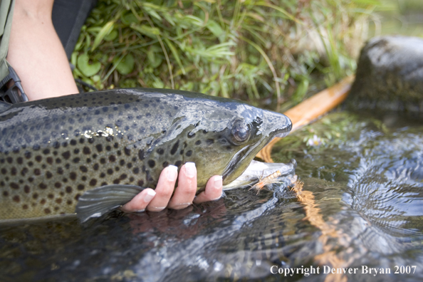 Woman flyfisher with large brown trout.