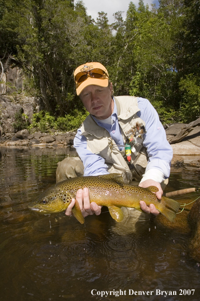 Brown Trout